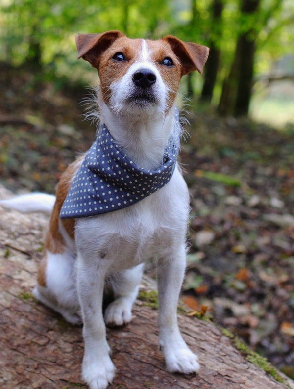 Charlie Dog Bandana - denim spot