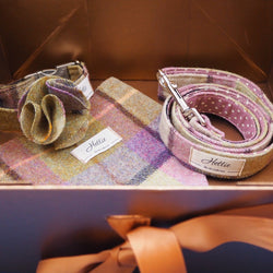 Gift Box for Pets