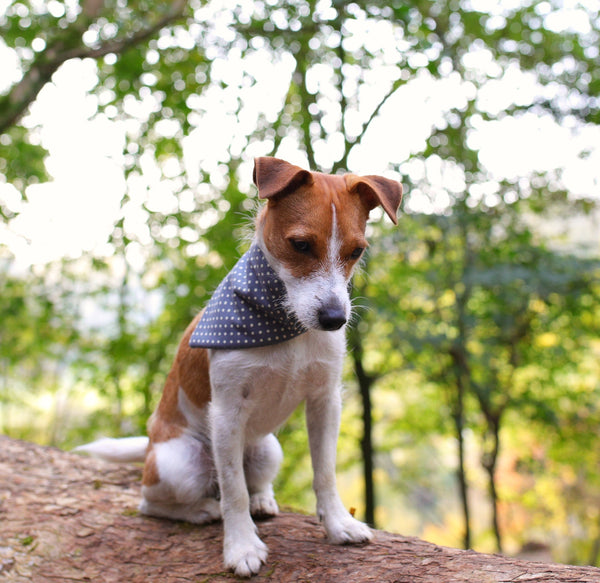 Charlie Dog Bandana - denim spot