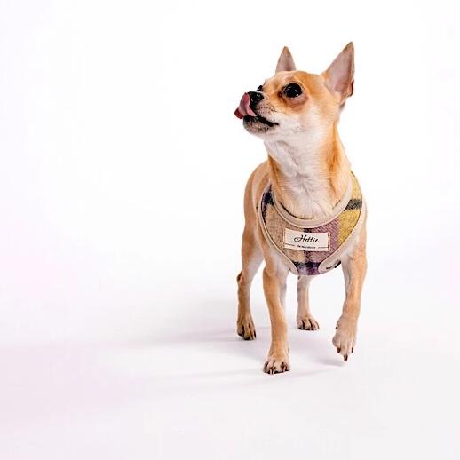 Scooby Dog Harness - Gargrave Lilac
