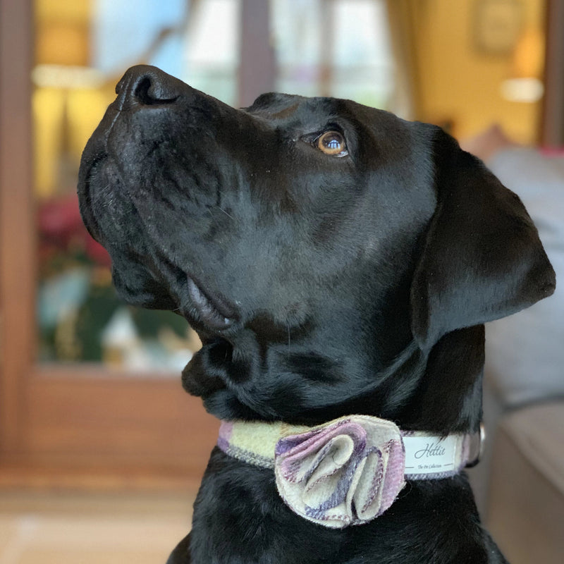 Dog Collar - Gargrave Lilac