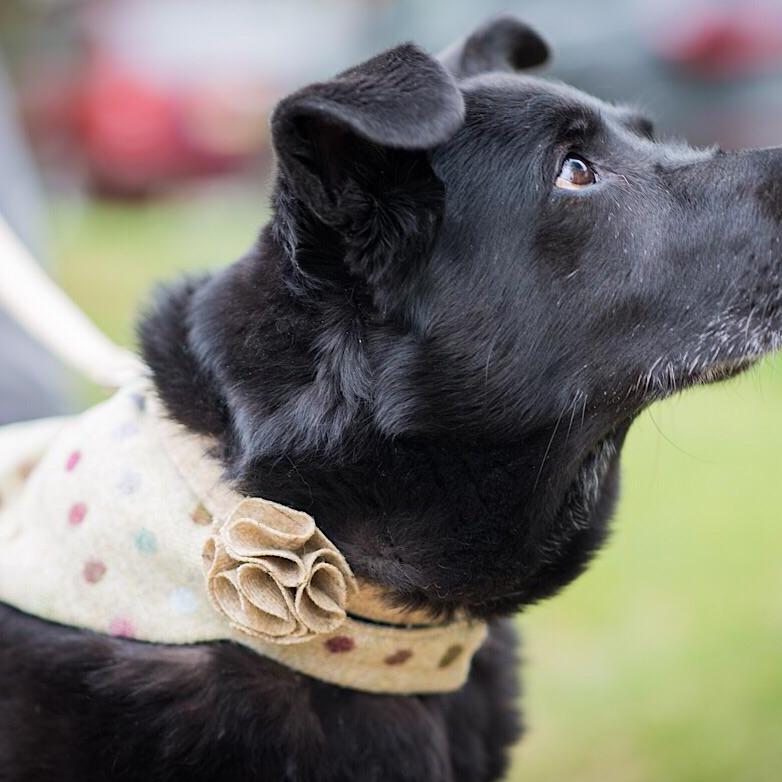 Dog collar flower accessory  - Multispot Lime