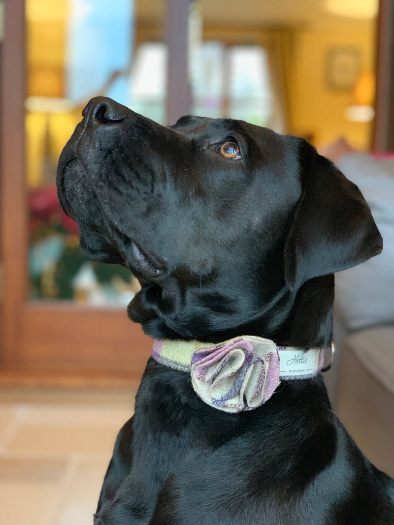 Dog collar flower accessory - Gargrave Lilac